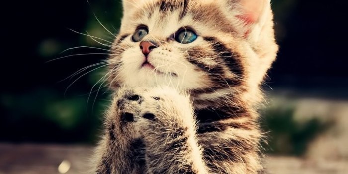 1024x768 Cat Wallpapers - Top Free Cat Backgrounds - WallpaperAccess