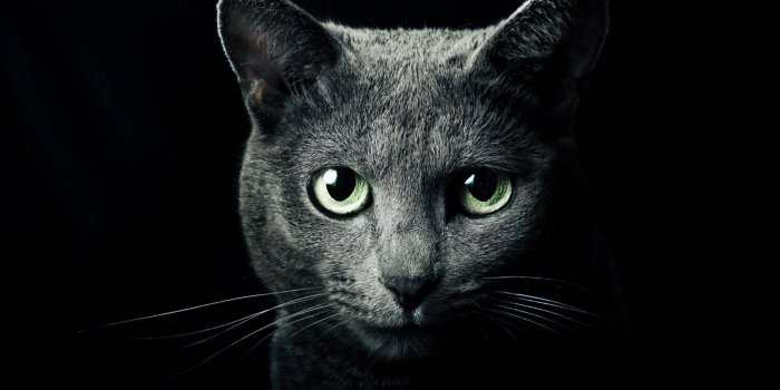 1920x1080 Russian Blue Cat Wallpapers - Top Free Russian Blue Cat