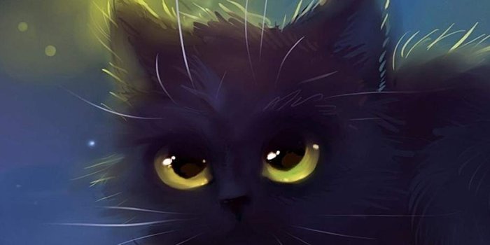 1536x2048 Cat Wallpapers - Top Free Cat Backgrounds - WallpaperAccess