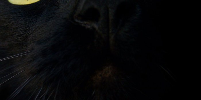 1600x1200 Cat Wallpapers, Amazing Wallpapers of Cat, Top Cat Collections