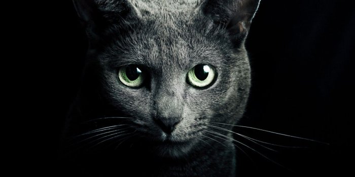 1280x1024 Russian Blue Cat Wallpapers - Top Free Russian Blue Cat