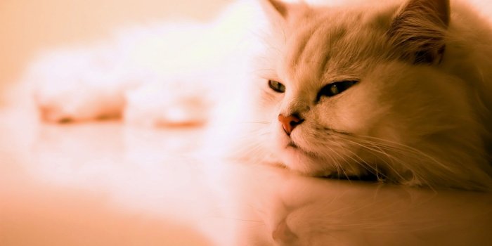 1920x1080 50 Free HD Cat Wallpapers