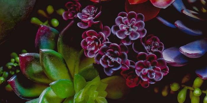 728x1294 HD wallpaper: vertical, portrait display, freshness, plant, flower