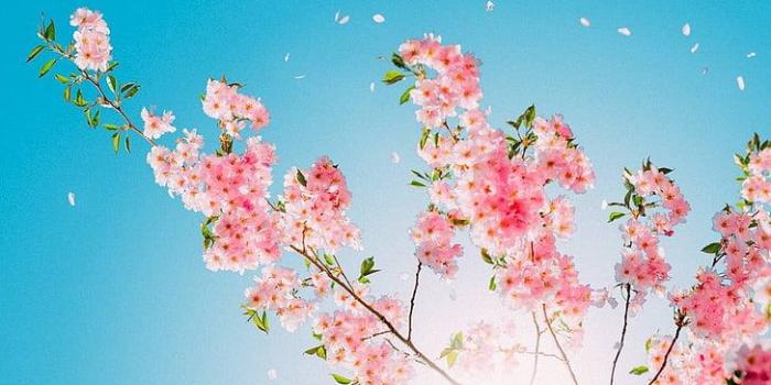 728x1294 HD wallpaper: vertical, portrait display, blue, pink color, no