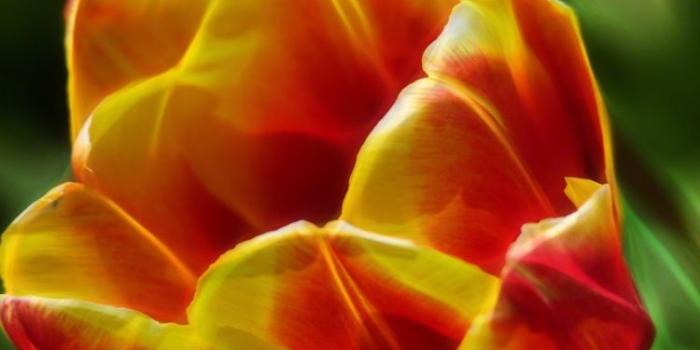 750x1334 Beautiful tulip flower wallpaper - 750 x 1334 Vertical; Apple