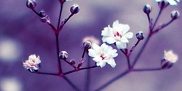 1080x1920 1080x1920 Flowers Nature Macro Wallpapers HD