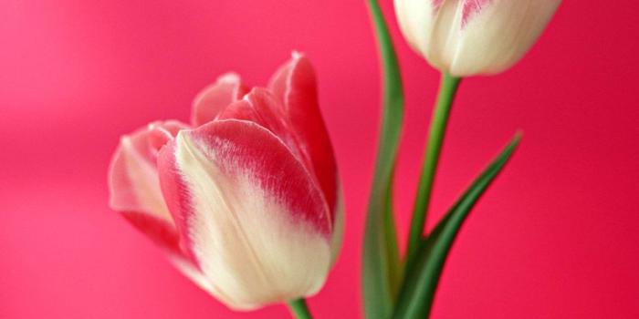 1024x1280 Free download Vertical Screen Flowers II Vol1 [1024x1280] for your