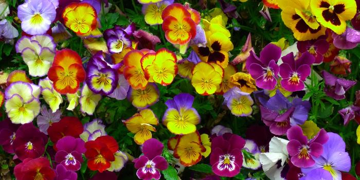 2667x3554 jane brocket: floral wallpaper