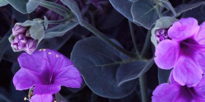 1080x1920 1080x1920 Giant Four Flower Wallpapers HD