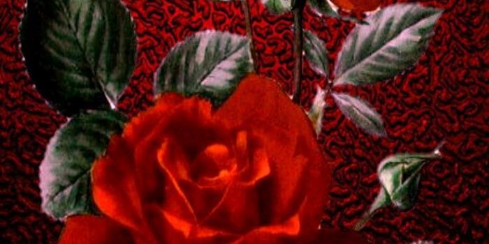 737x1311 iPhone vertical wallpaper red roses vintage print on fed sparkle