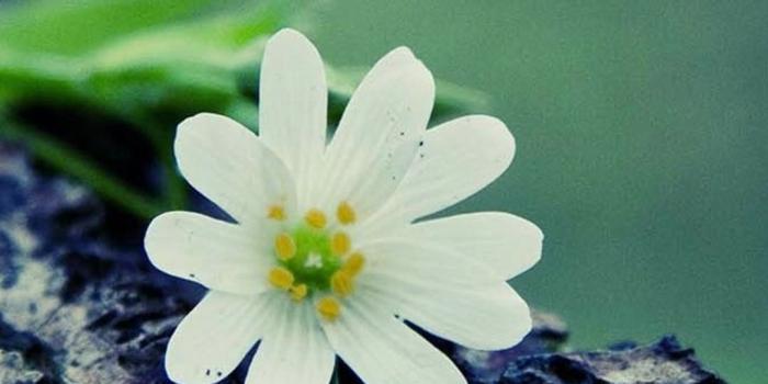 1080x1920 1080x1920 Flower Wallpapers HD