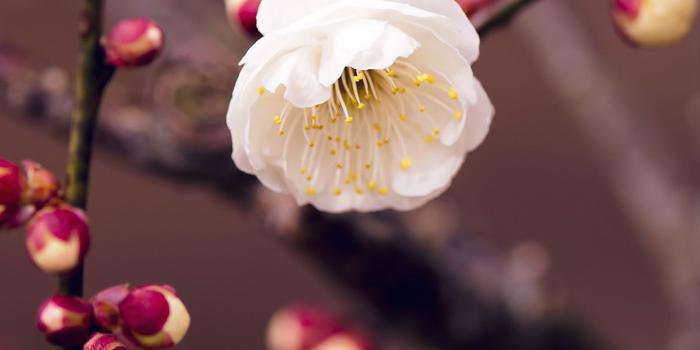 1242x2208 mp15-apricot-flower-bud-spring-nature-twigs-tree - Papers.co