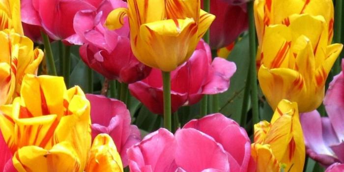 1080x1920 1080x1920 Colorful Tulip Flowers Wallpapers HD