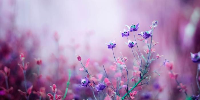 2880x1800 Flowers wallpaper ·① Download free beautiful High Resolution