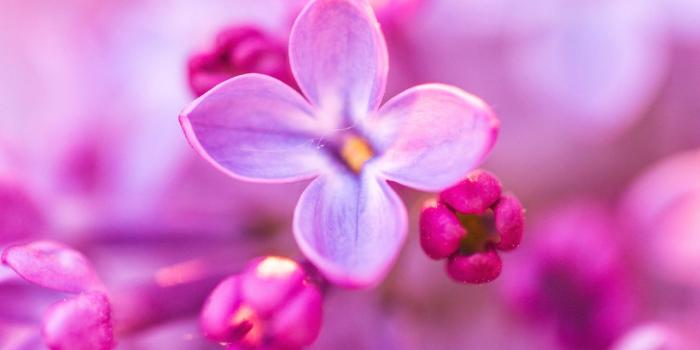 1280x1920 Transitory beauty by Denny Bitte - #an #artists #bling #blossom