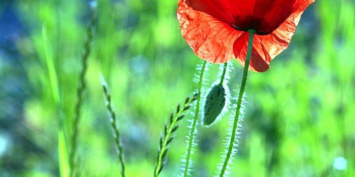 910x1150 HD wallpaper: poppy, red, flower, single, vertical, the beasts of