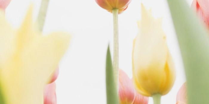 1080x1920 1080x1920 Tulip Flower Spring Wallpapers HD