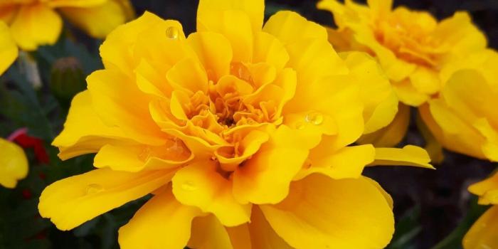 1296x2304 Yellow Teardrops• | Yellow flowers, Yellow wallpaper, Shades of