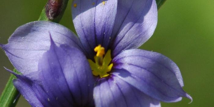 960x1280 Vertical Wallpaper - Blue Flower