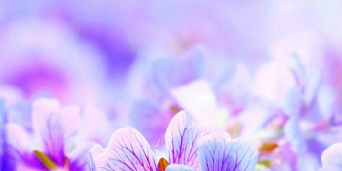 1080x1920 Flower Wallpapers Phone - WallpaperHD.wiki