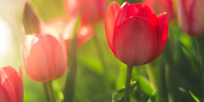 1000x1506 Best 500+ Tulip Pictures [HD] | Download Free Images on Unsplash