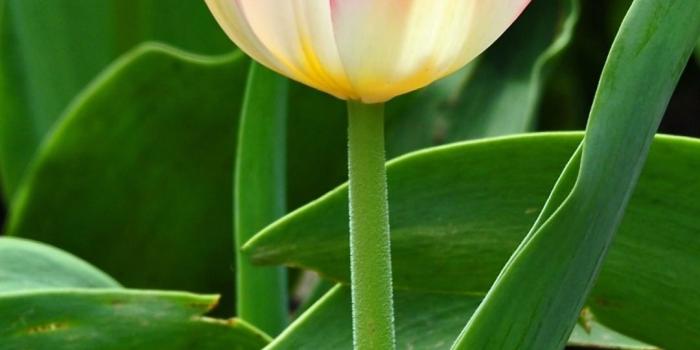 1080x2400 1080 x 2400 Wallpaper flowers. Screen wallpapers. 1080x2400