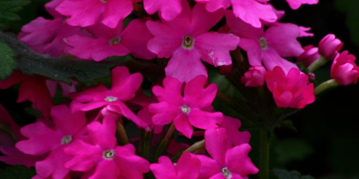 3736x4380 Pink Flowers - 3736x4380 Wallpaper - Ecopetit.cat