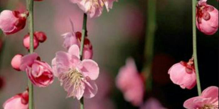 956x1691 Corlia Janse on Flower photo | Amazing flowers, Small pink