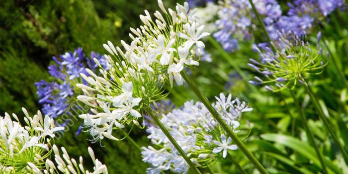 994x1620 Nature Background Image & Photo (Free Trial) | Bigstock