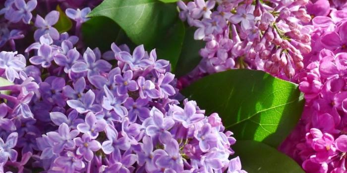 1080x1920 Download wallpaper: Best basket with lilac flowers 1080x1920