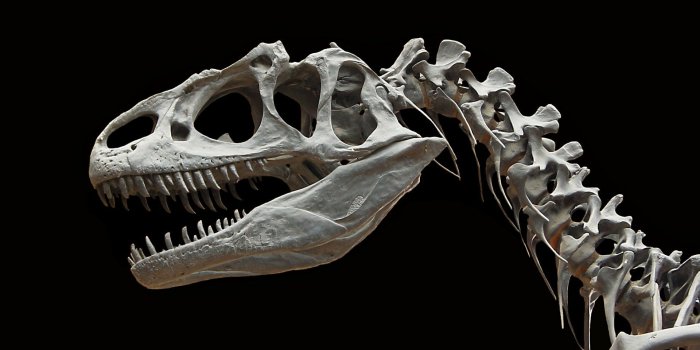 1920x1440 10 Awesome Dinosaur Wallpaper Designs - DinoPit