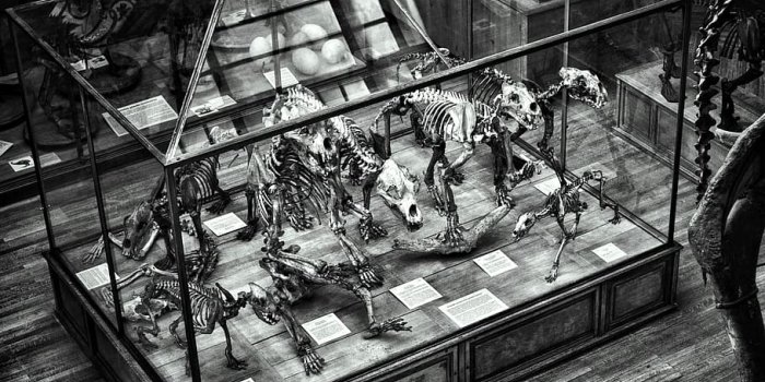 910x1101 HD wallpaper: grayscale photo of dinosaur skeletons on clear glass
