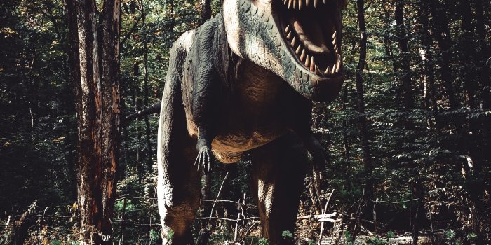 4000x6000 500+ Dinosaur Pictures [HQ] | Download Free Images on Unsplash
