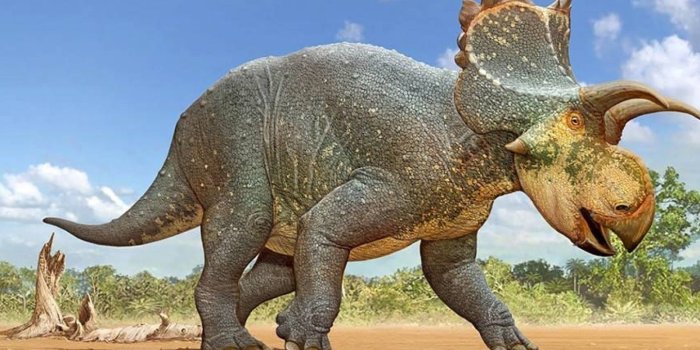1600x1200 New Species of Horned Dinosaur From Triceratops Family Discovered