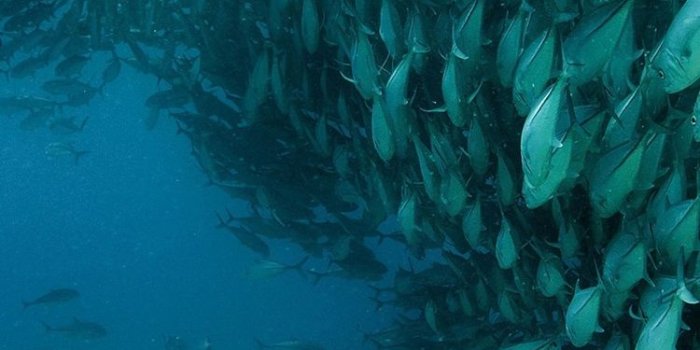750x1334 Sardines, fish underwater, diver, Cabo Pulmo National Park, Mexico