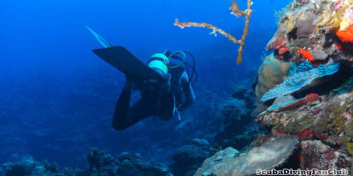 1500x1125 Free Scuba Diving Wallpapers