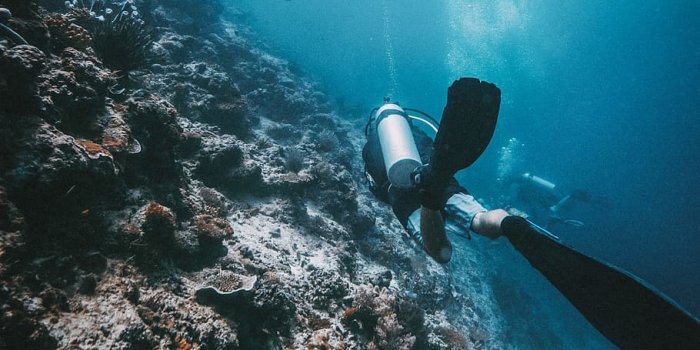 910x1138 HD wallpaper: person performing scuba diving, travel, padi, fish