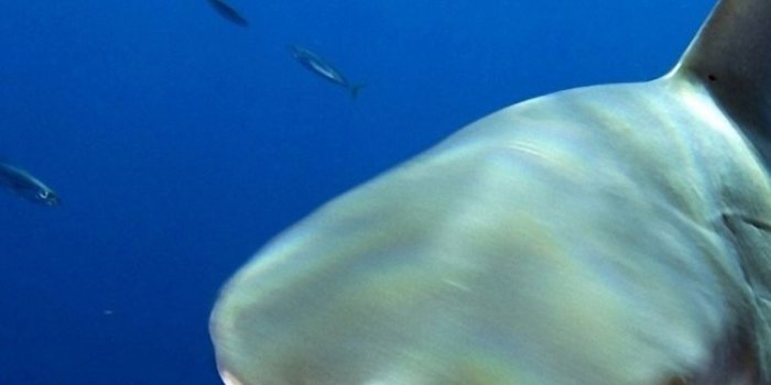 750x1334 Free download Scuba Diving Iphone Wallpaper Nature Shark Water