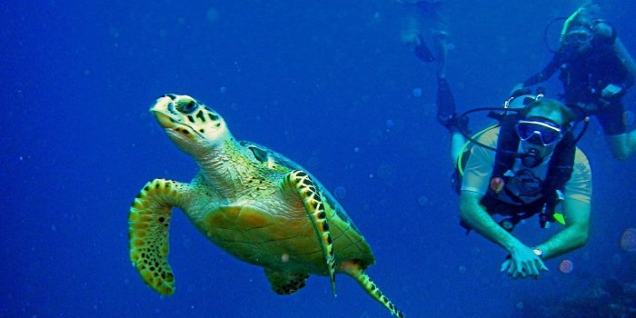 2000x1413 Scuba Diving Wallpaper ·① WallpaperTag