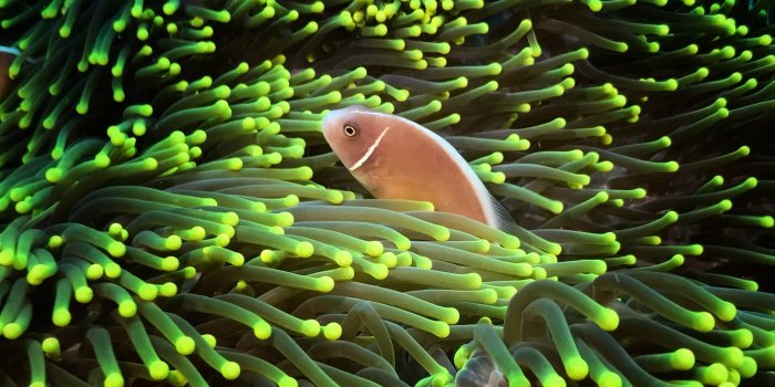 1400x1050 Underwater Photography iPhone Housing Case & Accessories, Safe, Durabl