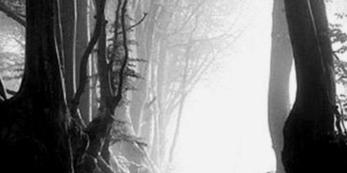 720x1280 iPhone Wallpaper | Tree, Nature, Black, White, Black-and-white, Water