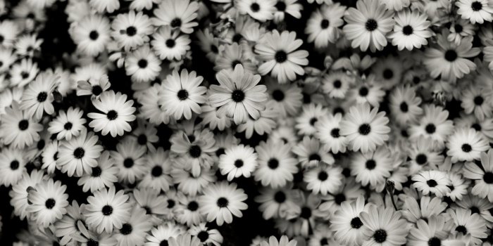 1920x1200 Black and White Wallpapers, Black And White Flower, #26881