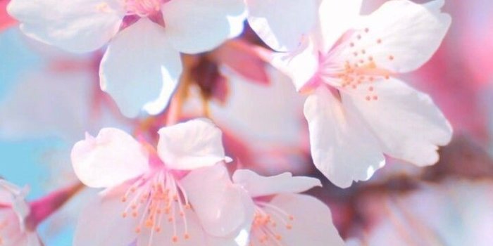 720x1280 BABY PINK FLOWER HD WALLPAPER | Pink wallpaper iphone, Flower