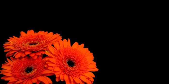 1920x1200 Wallpaper Gerbera flowers, Orange Gerber Daisies, Dark background