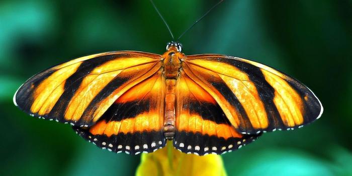 1920x1080 Orange Black Butterfly Wallpaper 1920x1080 HD High Definition