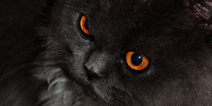 1920x1440 Black Cat With Orange Eyes HD Wallpaper - windows 10 Wallpapers