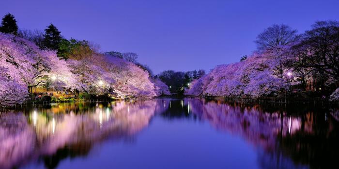 1920x1080 46+] Japanese Castle Desktop Wallpapers on WallpaperSafari