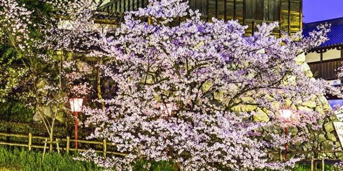 750x1334 Koriyama Castle, Yamatokoriyama, Japan, pond, trees, cherry, night