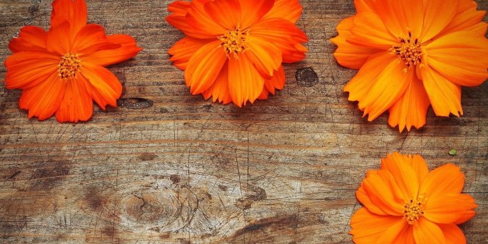 1280x800 Orange Flowers Wood | Free Wallpapers | Flower desktop wallpaper