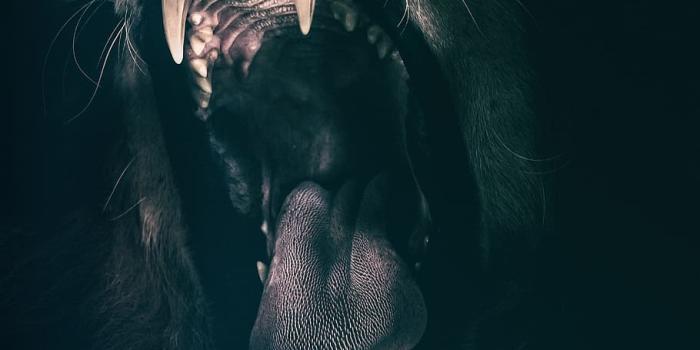 910x929 HD wallpaper: brown and black lion art, teeth, roar, fear, angry